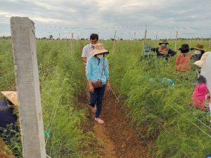 Mô hình là địa điểm tham quan, học hỏi cho người dân trong vùng để nhân rộng ra các diện tích đất cát ven biển trồng lúa và hoa màu kém hiệu quả.