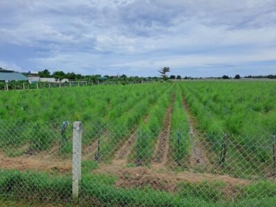 Mô hình trồng măng tây xanh theo hướng hữu cơ của Công ty Cổ phần Giống cây trồng Nha Hố từ Dự án Khuyến nông Trung ương.