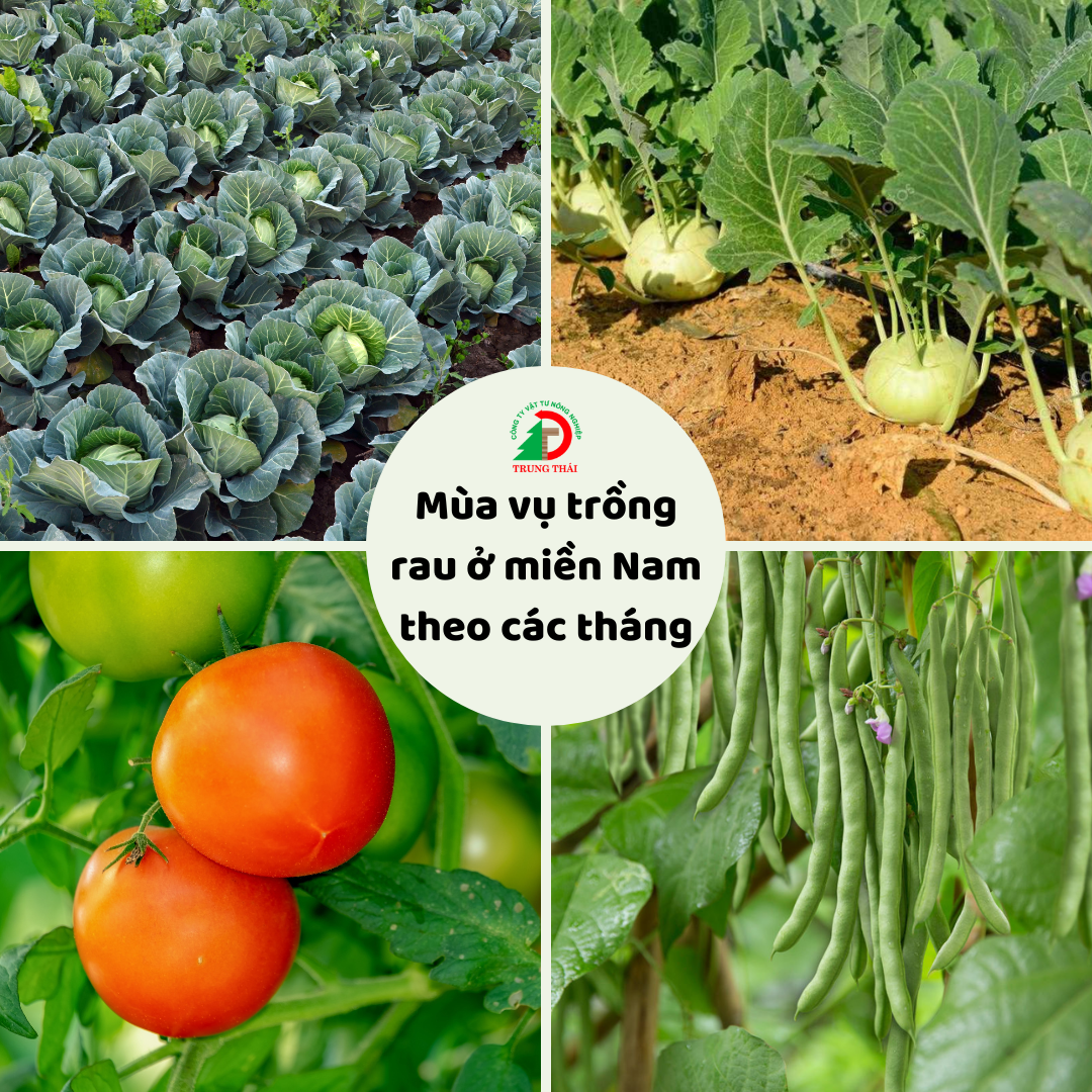 (Tiếng Việt) Mùa vụ trồng rau ở miền Nam theo các tháng 